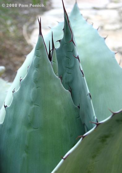 A whale of a great agave - Digging